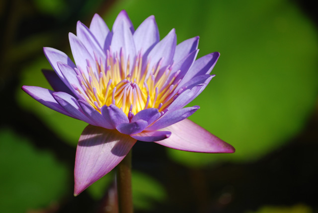 http://fineartamerica.com/featured/single-purple-water-lily-number-one-heather-kirk.html
